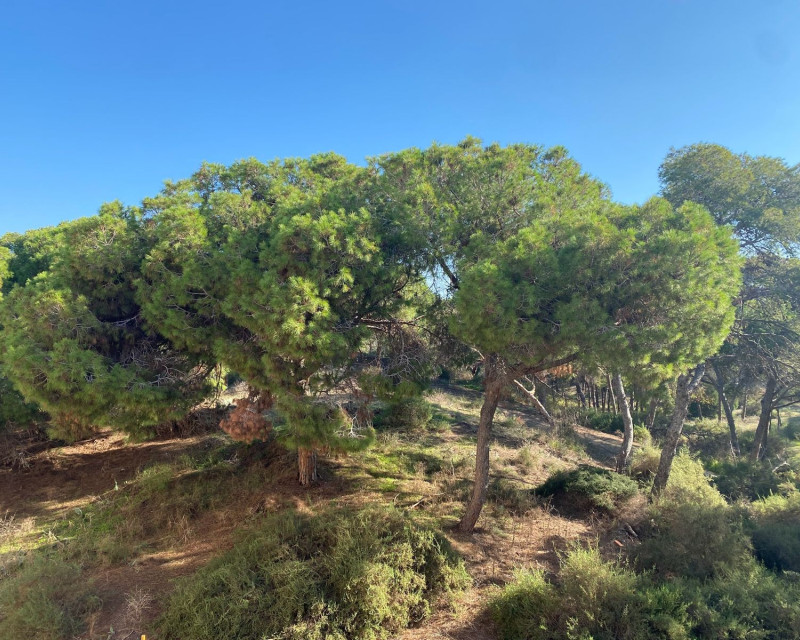 Obra nueva - Apartamento / piso - Guardamar del Segura - Centro