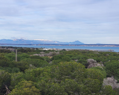 Sale - Penthouse - Guardamar del Segura - SUP 7